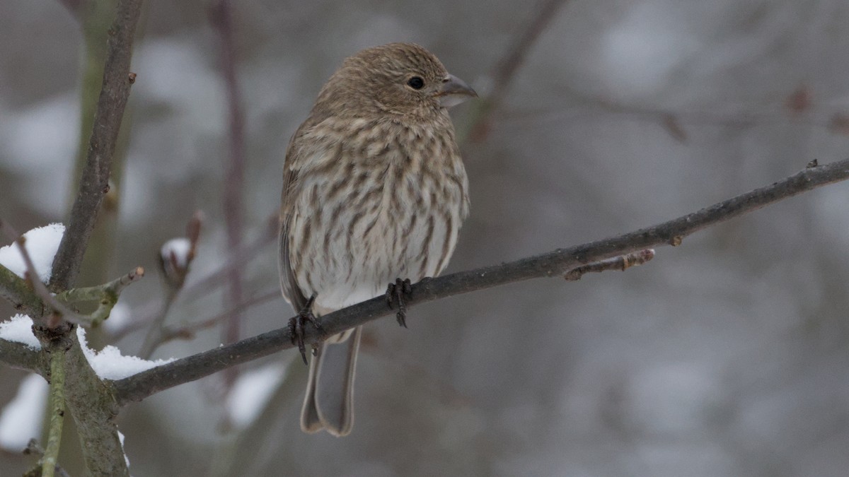 House Finch - ML646912520