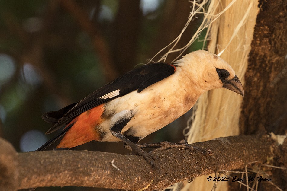 White-headed Buffalo-Weaver - ML646912521