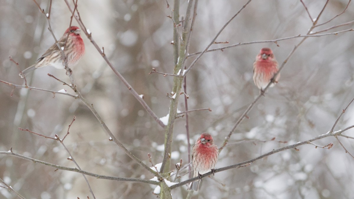House Finch - ML646912522