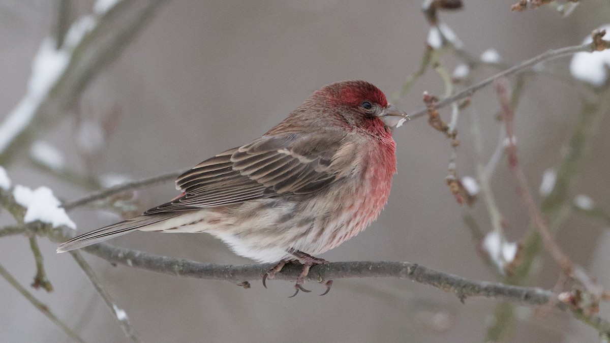 House Finch - ML646912523