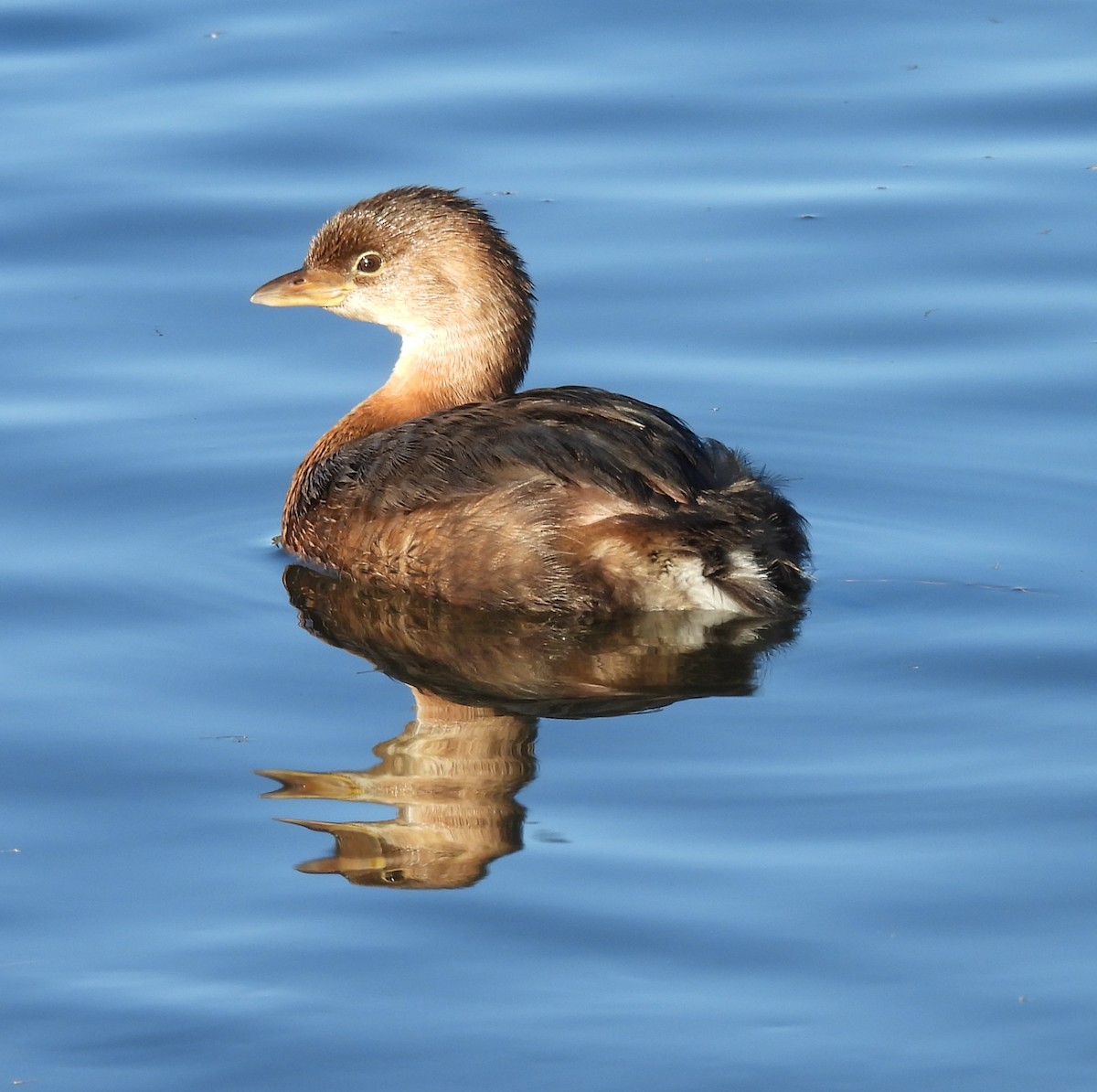 Grèbe à bec bigarré - ML646912527