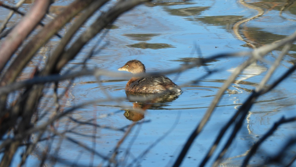 Grèbe à bec bigarré - ML646912528