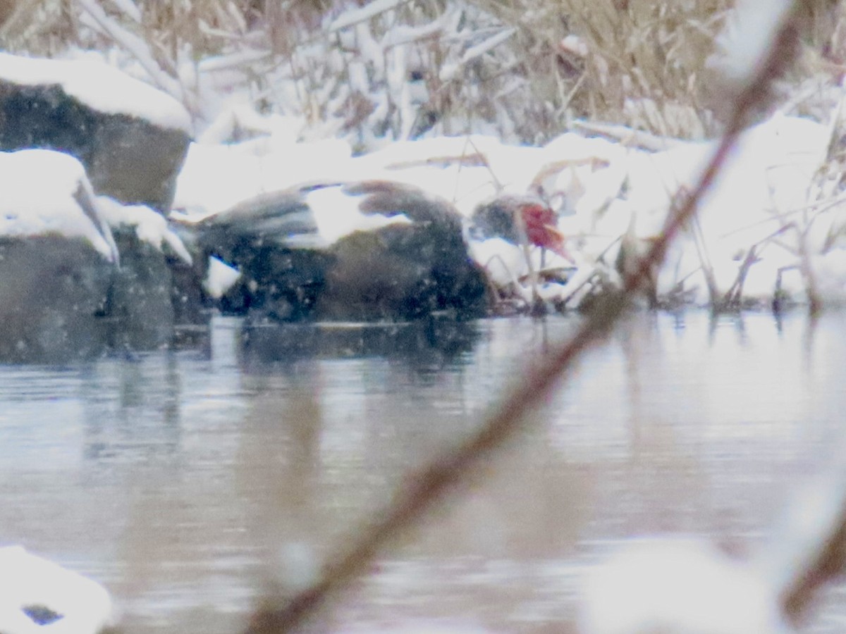 Muscovy Duck (Domestic type) - ML646912530