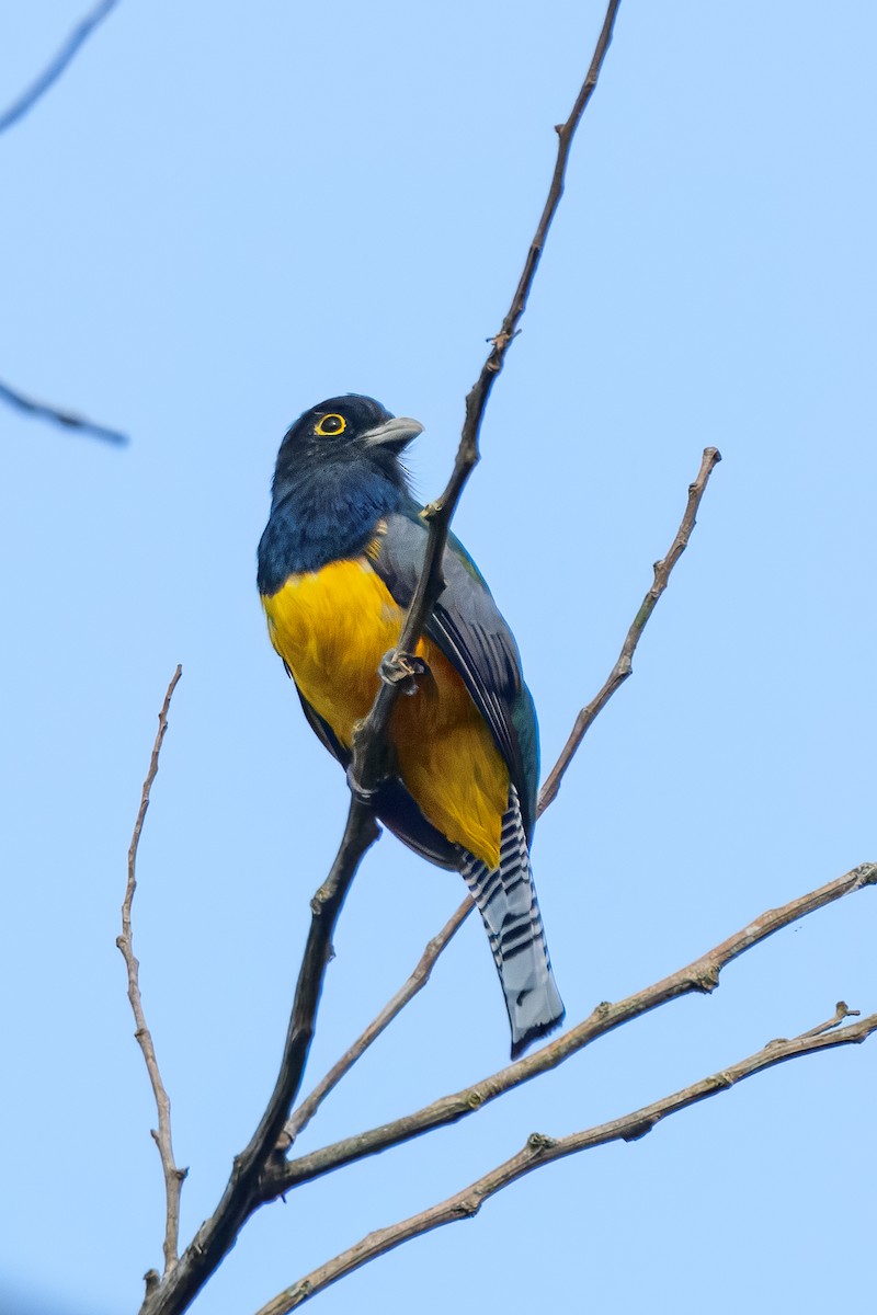 Gartered Violaceous Trogon - ML646912531