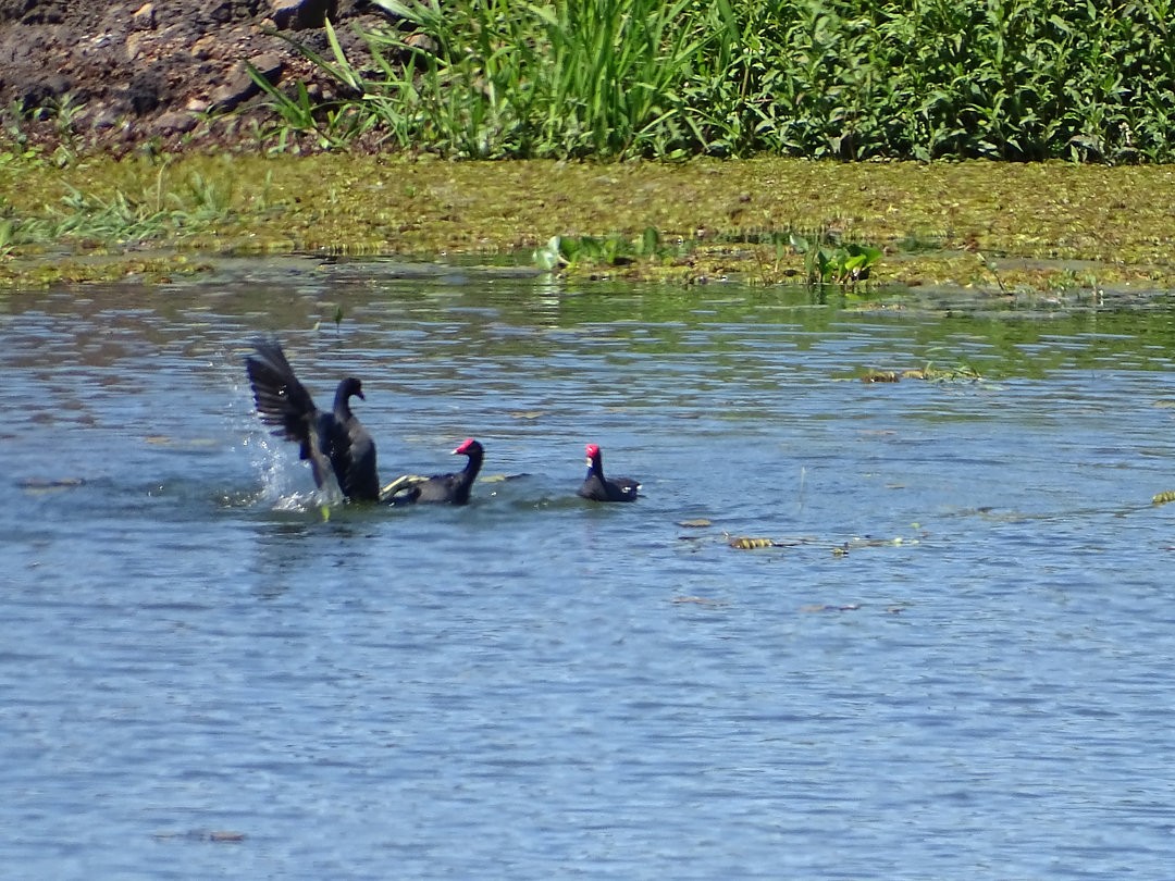 Gallinule d'Amérique - ML646912533