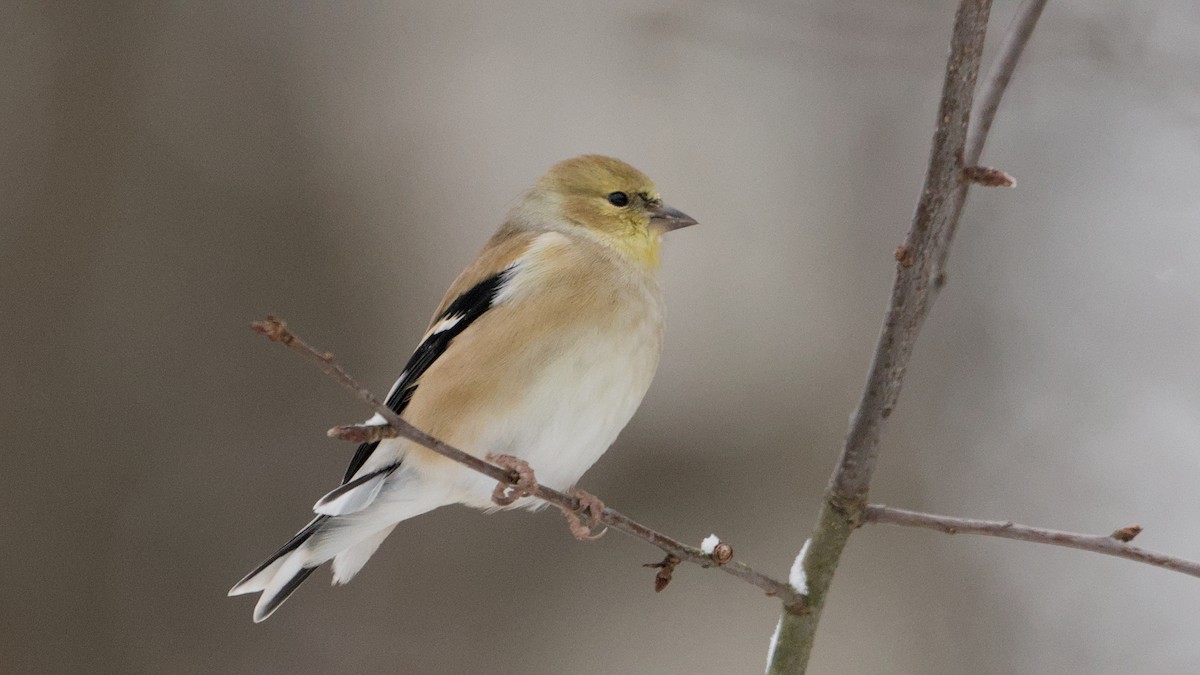 American Goldfinch - ML646912534