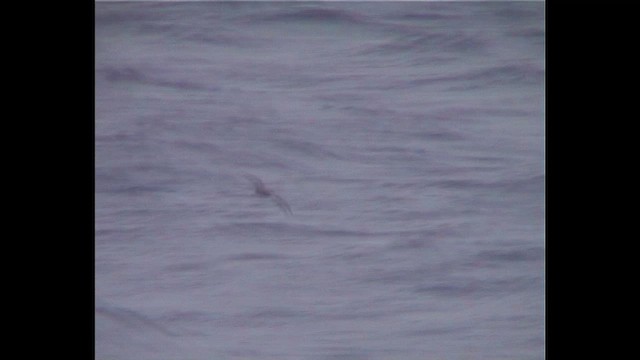 Bonin Petrel - ML646912537