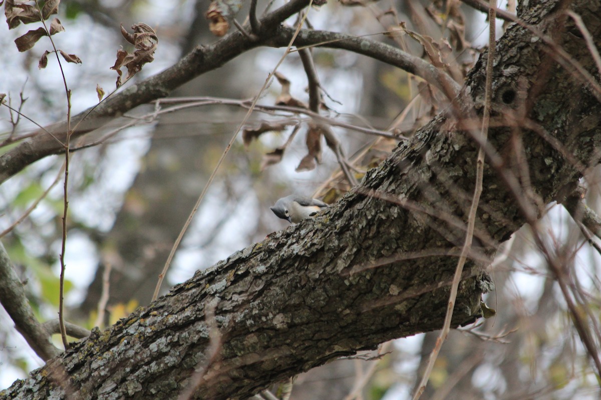 Tufted Titmouse - ML646912541