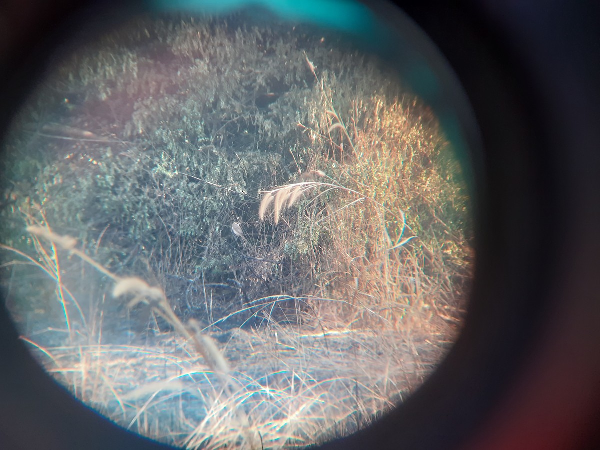 Brown Shrike - ML646912542