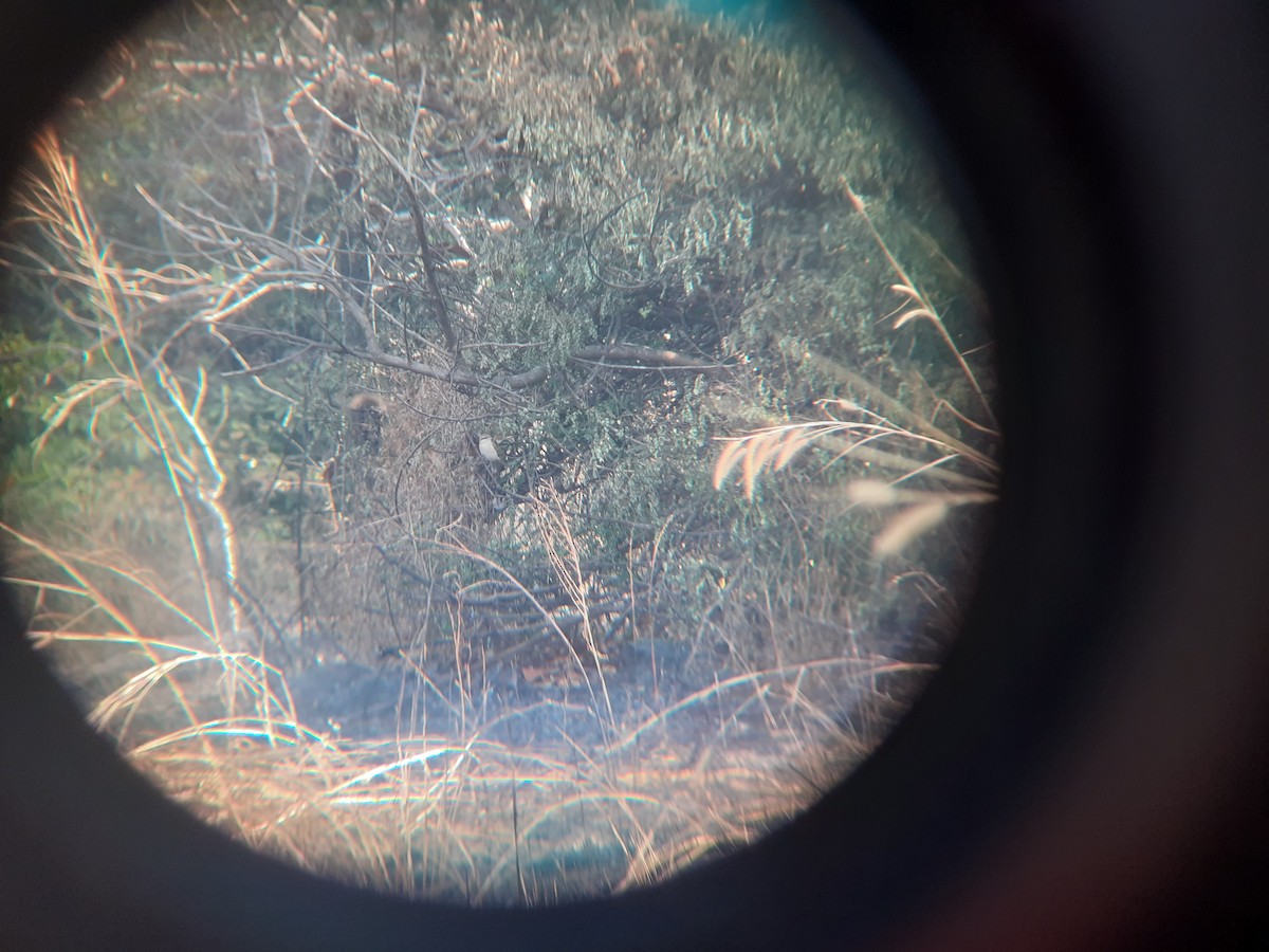 Brown Shrike - ML646912543