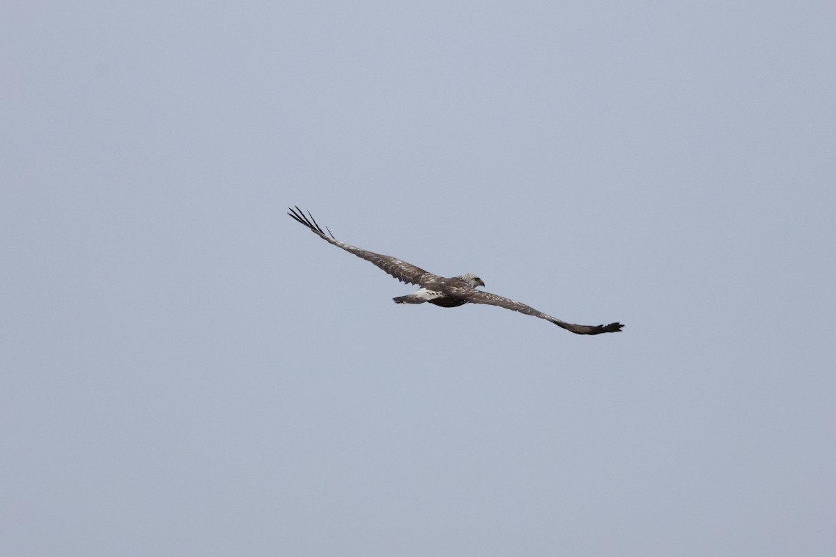 Rough-legged Hawk - ML646912551