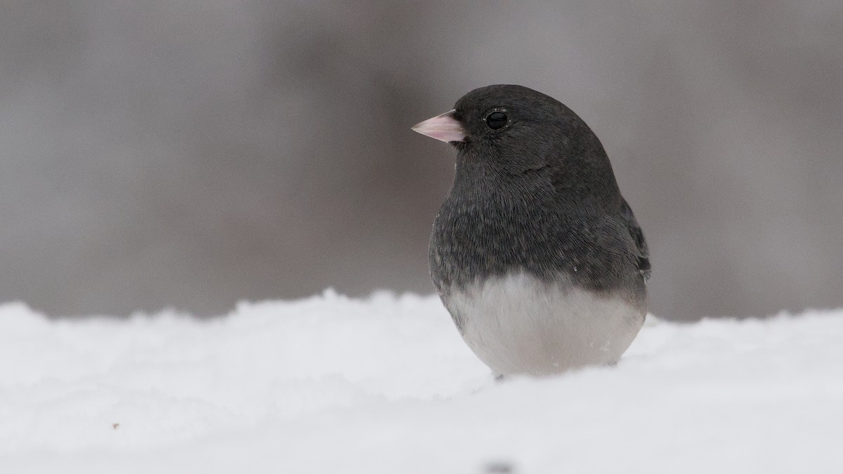 Dark-eyed Junco - ML646912561