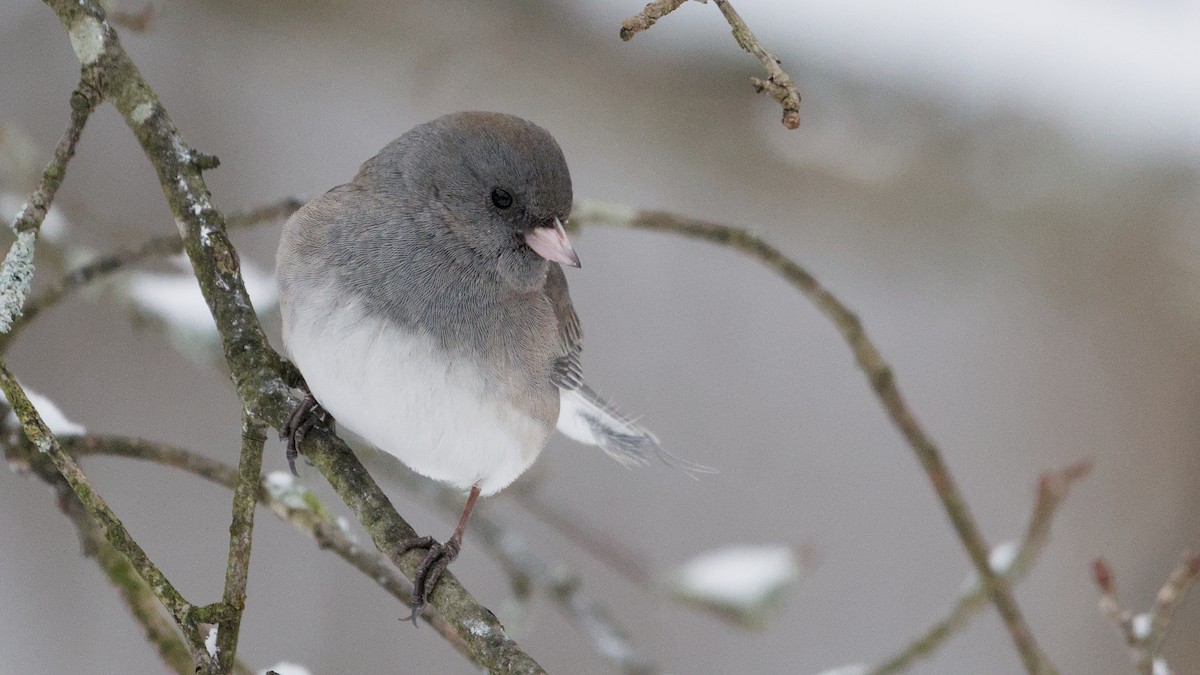 Dark-eyed Junco - ML646912562