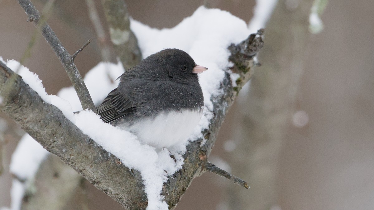 Dark-eyed Junco - ML646912567