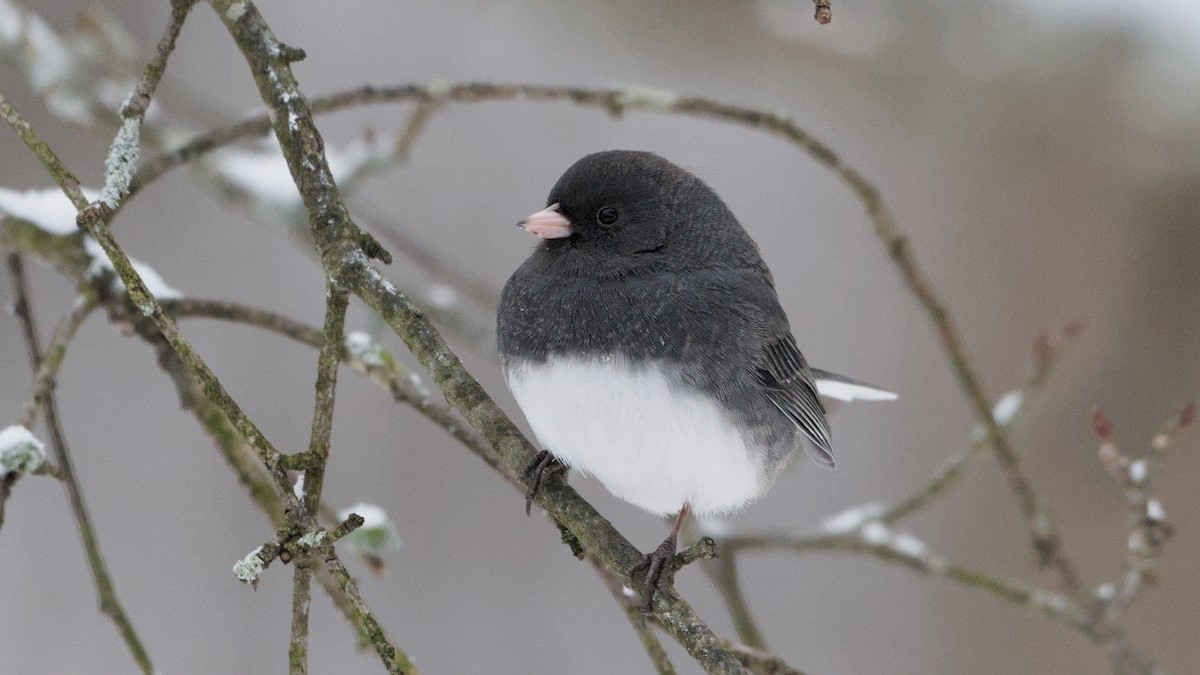 Dark-eyed Junco - ML646912568