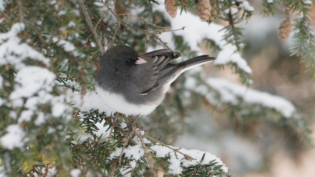 Dark-eyed Junco - ML646912569