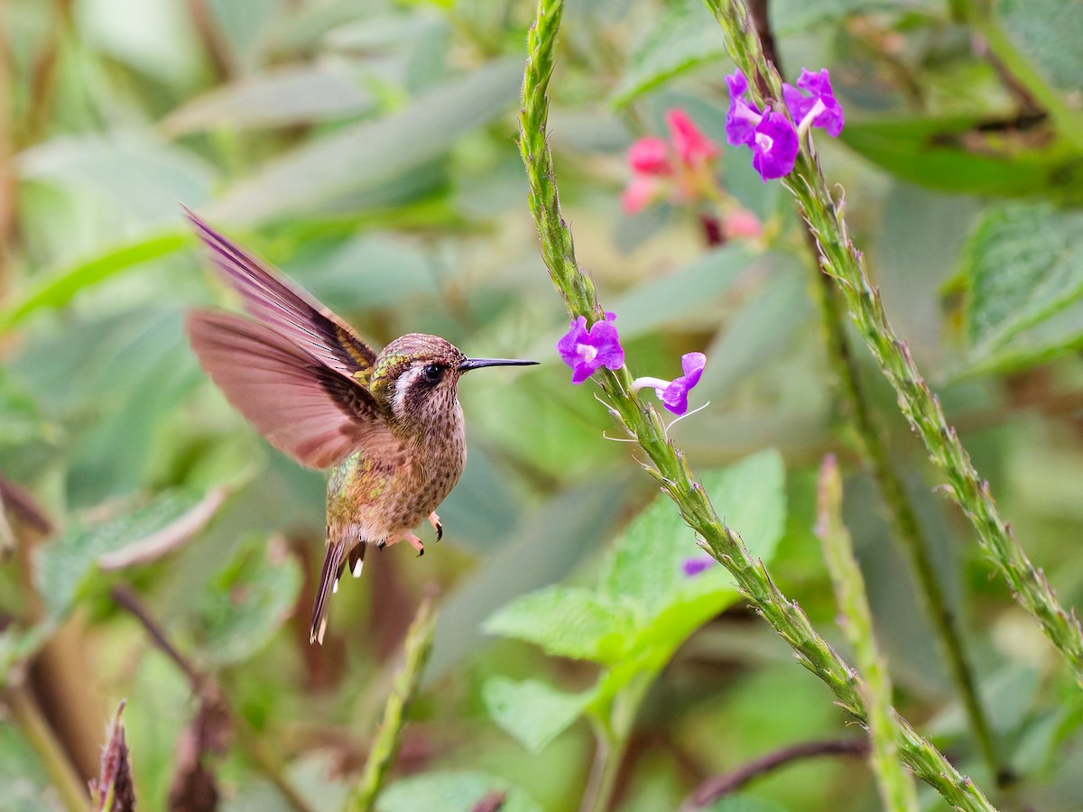 Черноухий колибри (maculata) - ML646912570