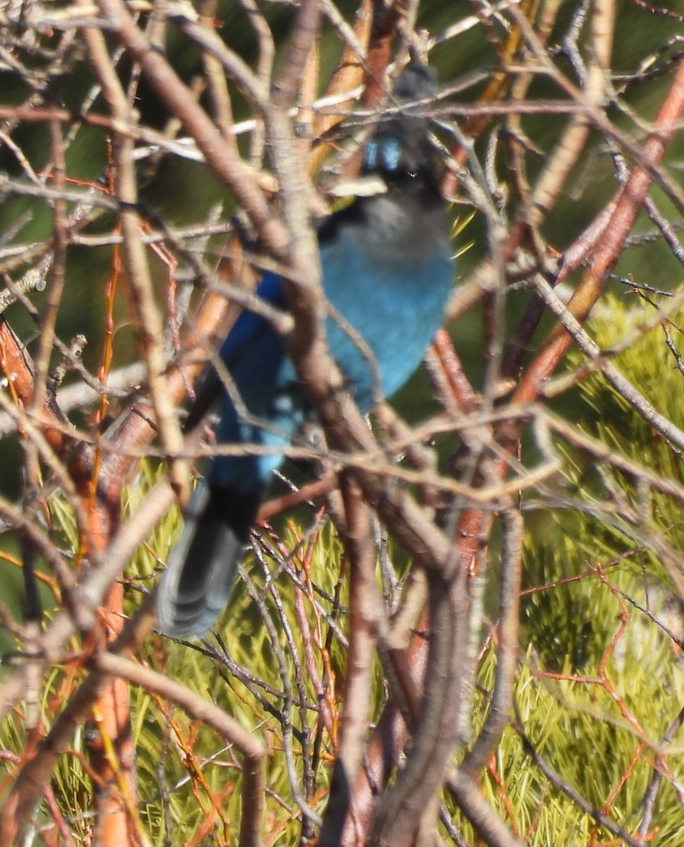 Geai de Steller - ML646912572