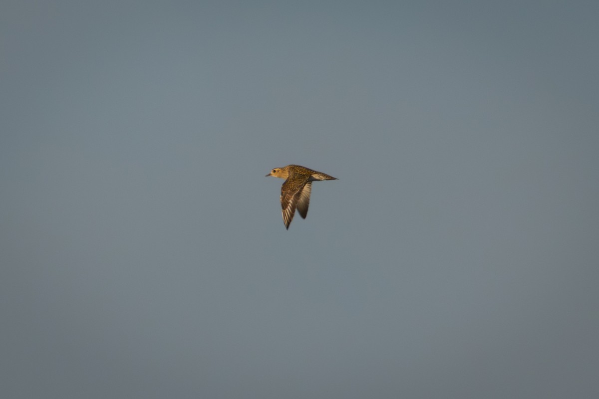 Сивка звичайна - ML646912574