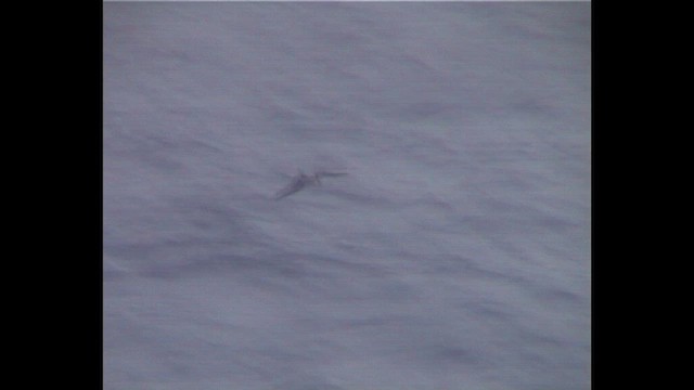 Bonin Petrel - ML646912575