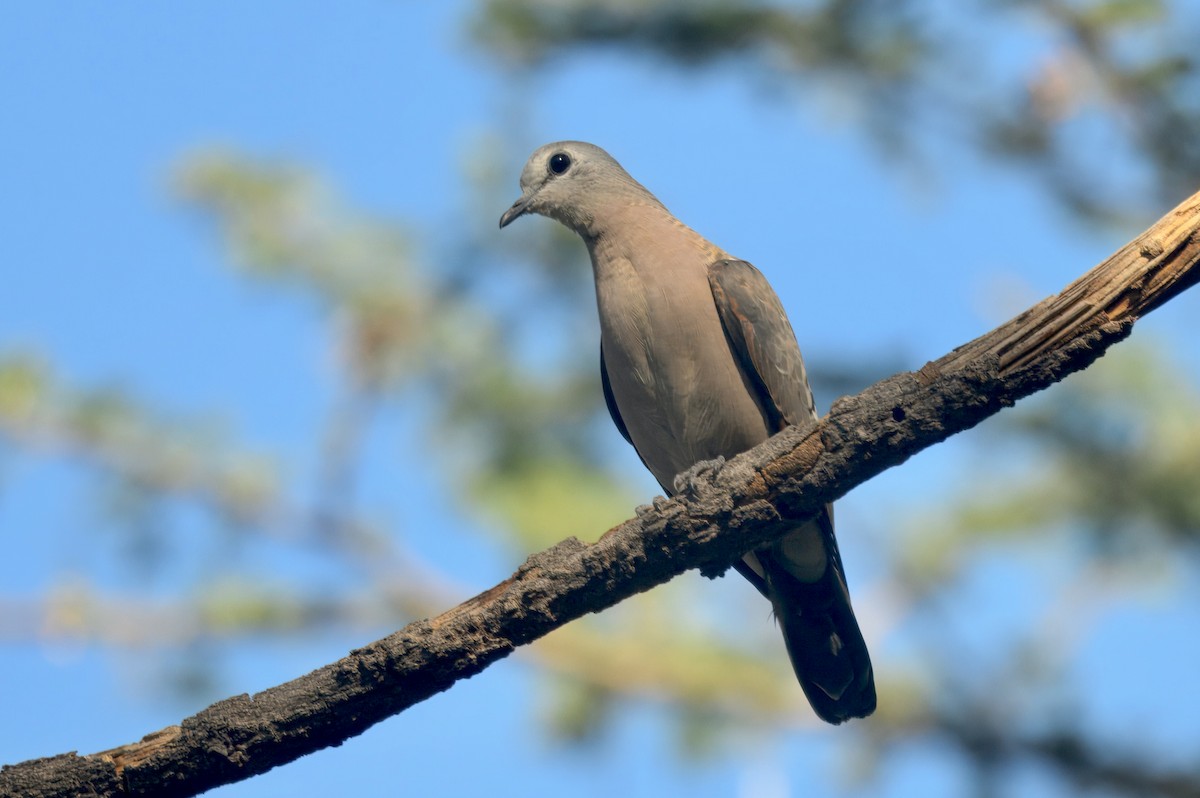 grønnflekkalvedue - ML646912577