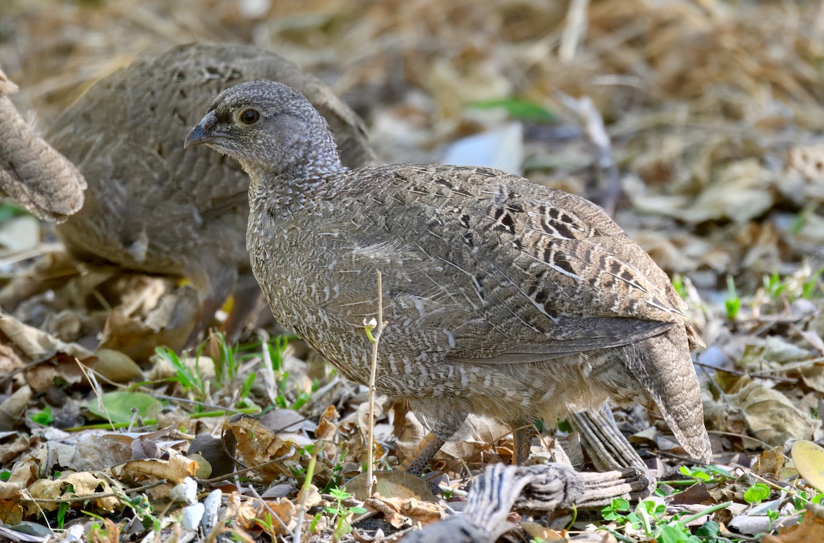 Red-billed Spurfowl - ML646912608