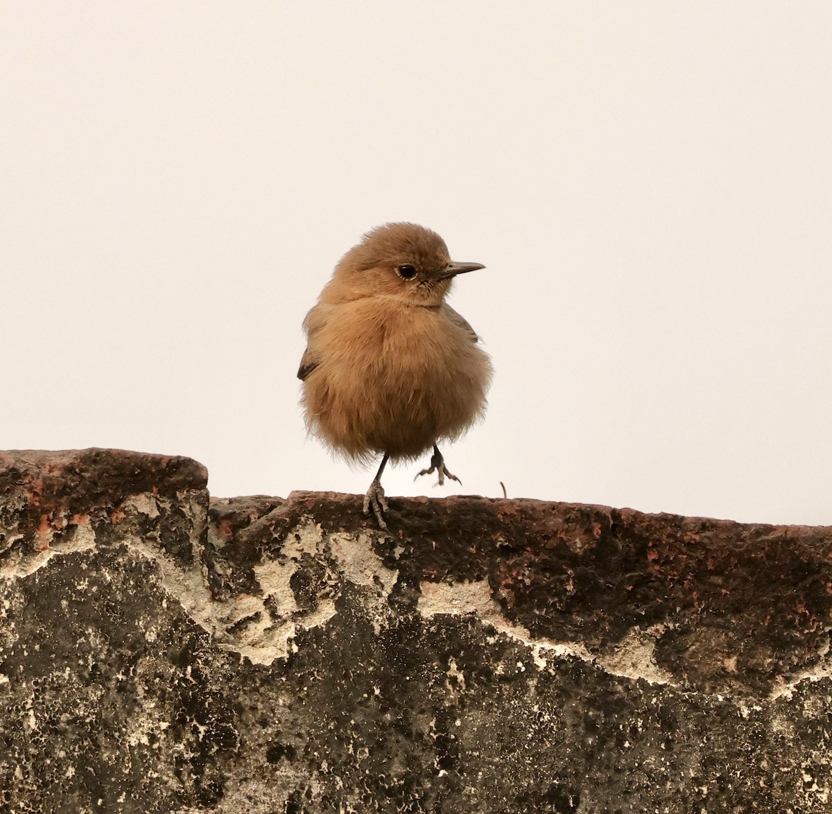 Brown Rock Chat - ML646912609