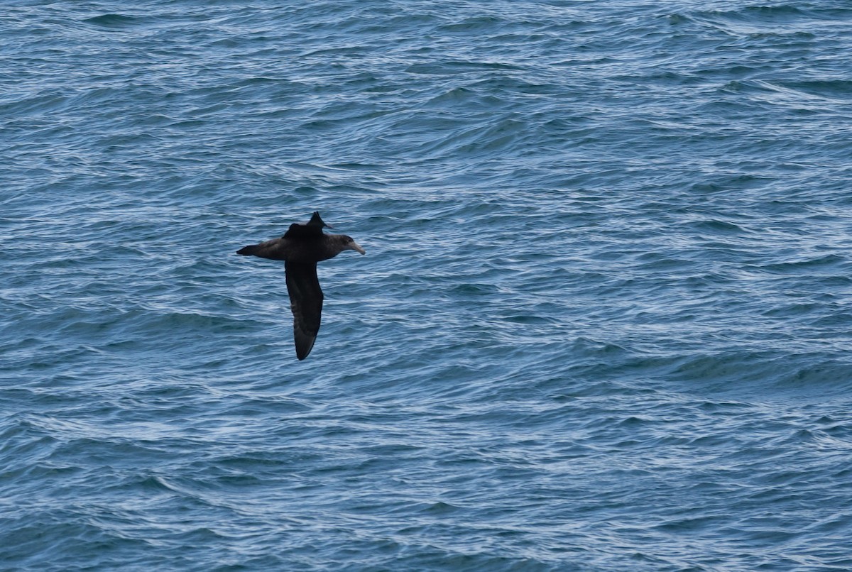 sørkjempepetrell - ML646912617