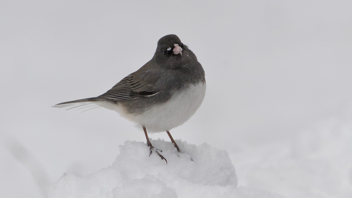 Dark-eyed Junco - ML646912619