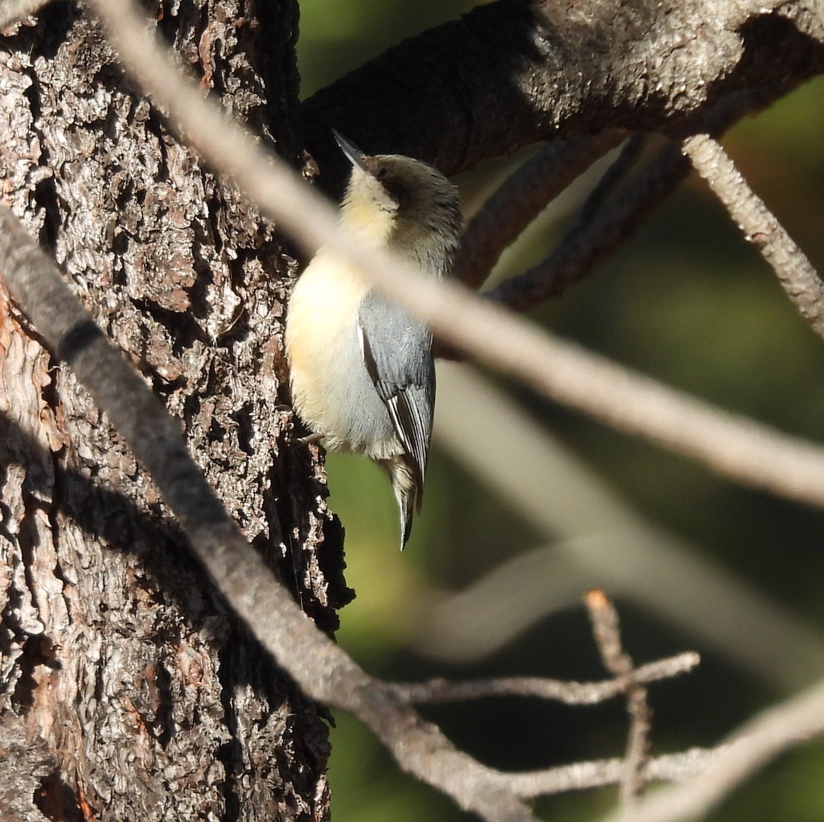 Sittelle pygmée - ML646912622