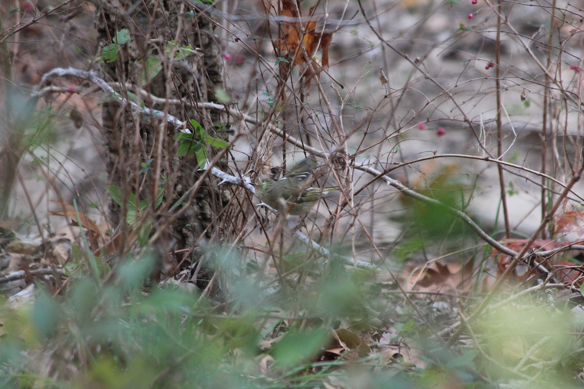 Ruby-crowned Kinglet - ML646912624