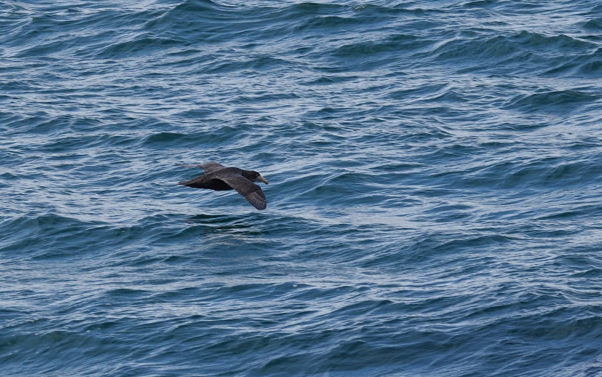 sørkjempepetrell - ML646912625