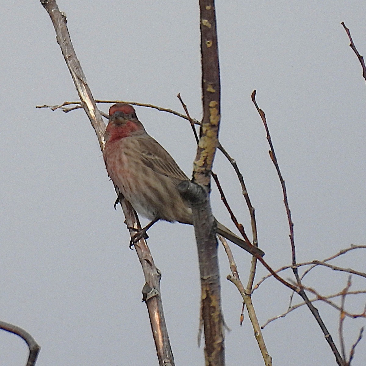 Roselin familier - ML646912631