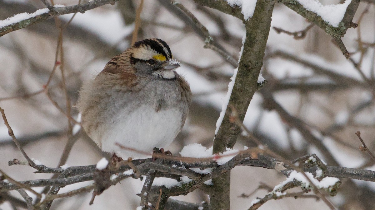White-throated Sparrow - ML646912632