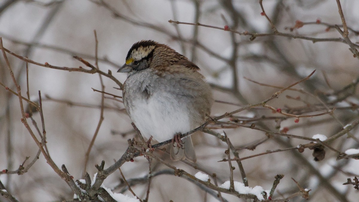 White-throated Sparrow - ML646912633