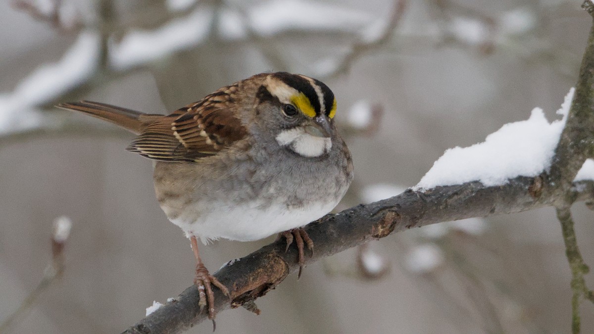 White-throated Sparrow - ML646912634