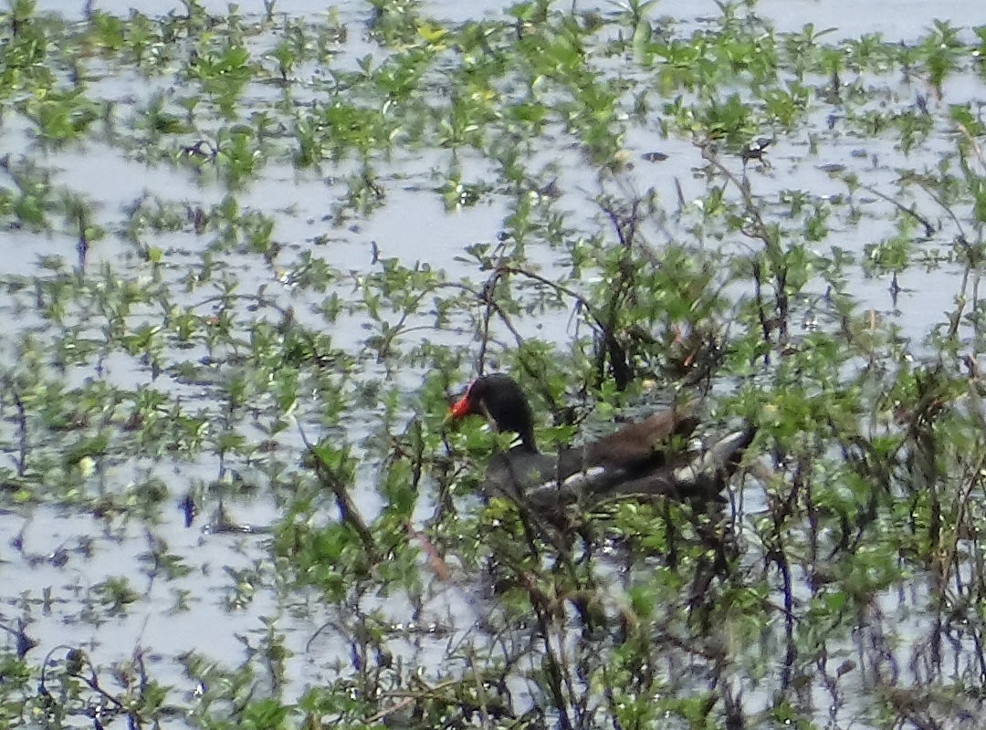 Gallinule d'Amérique - ML646912641