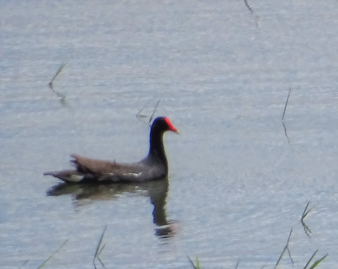 Gallinule d'Amérique - ML646912642