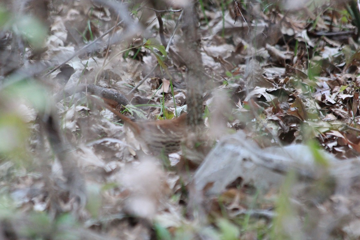 Cuitlacoche Rojizo - ML646912646