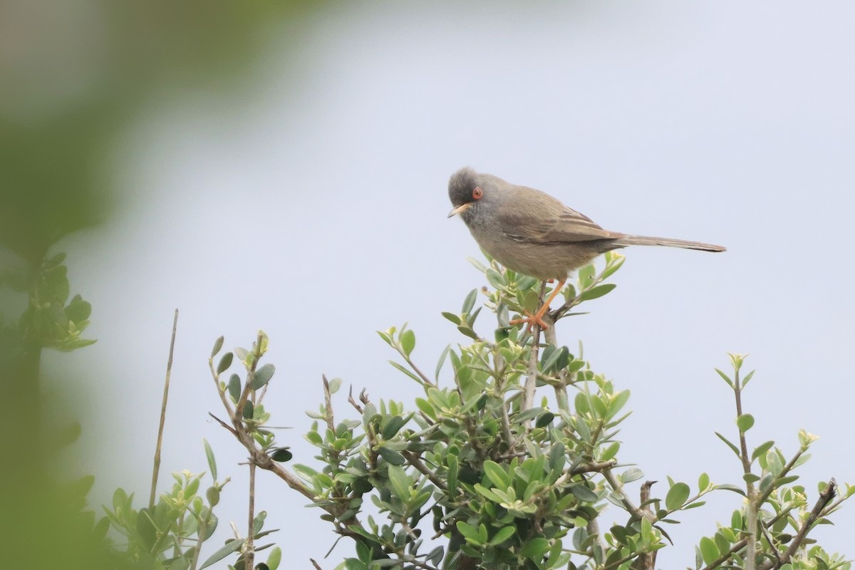 Marmora's Warbler - ML646912650