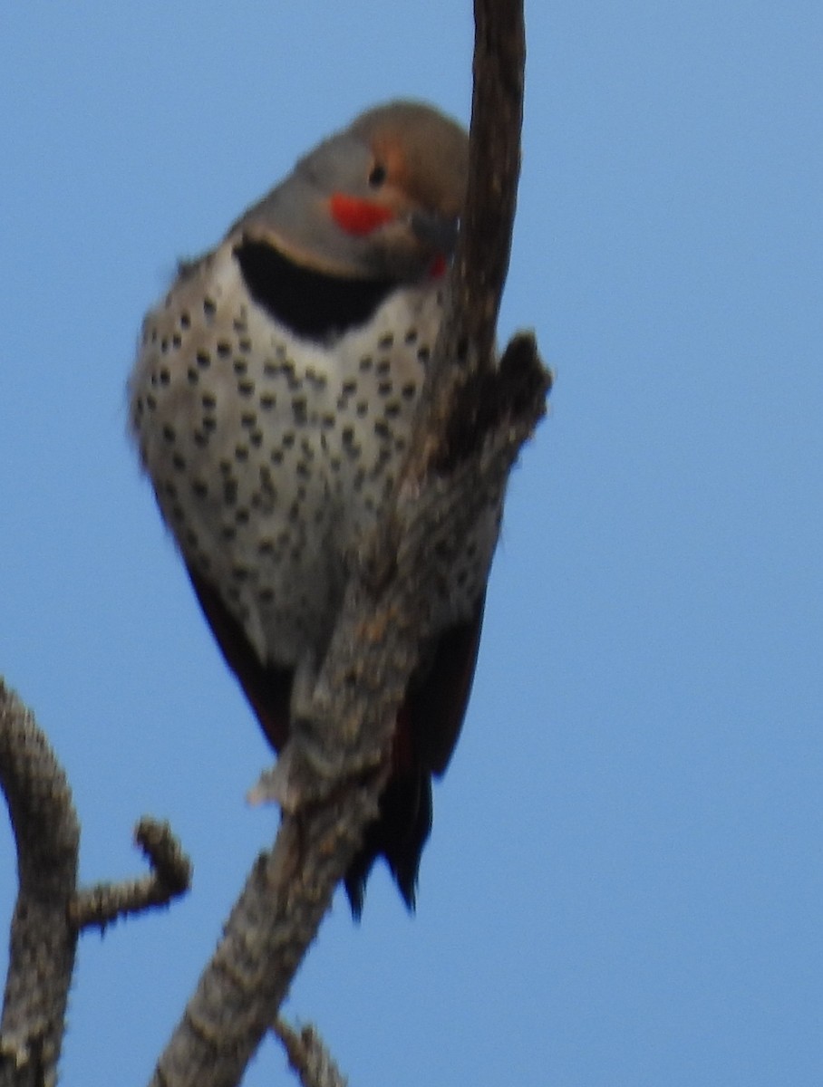 Pic flamboyant - ML646912660