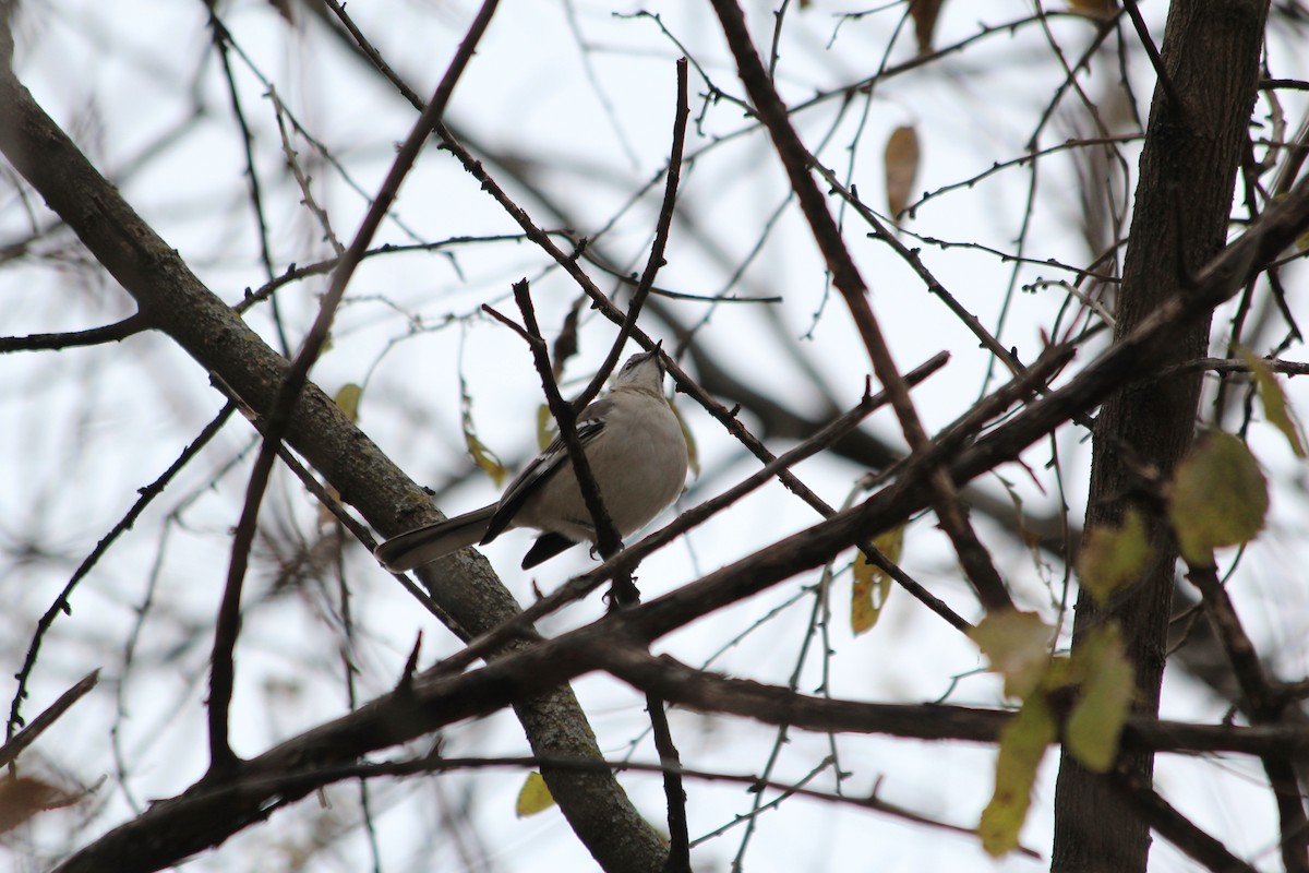 Northern Mockingbird - ML646912668