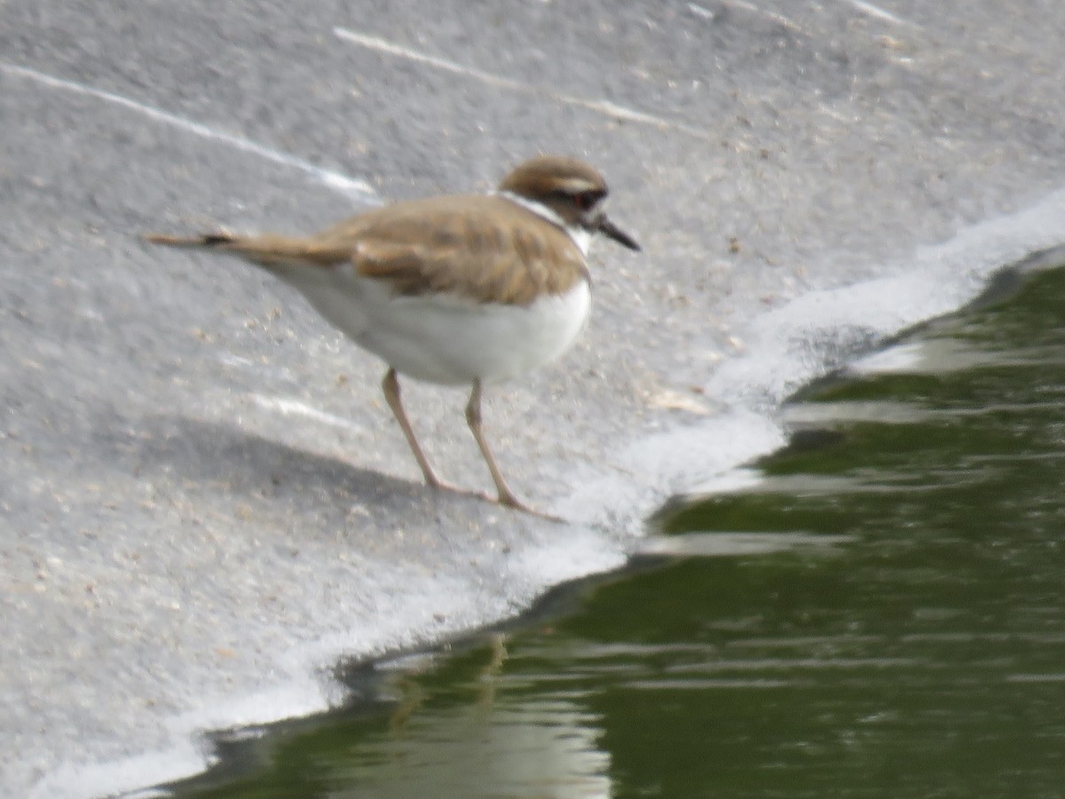 kulík rezavoocasý - ML646912671