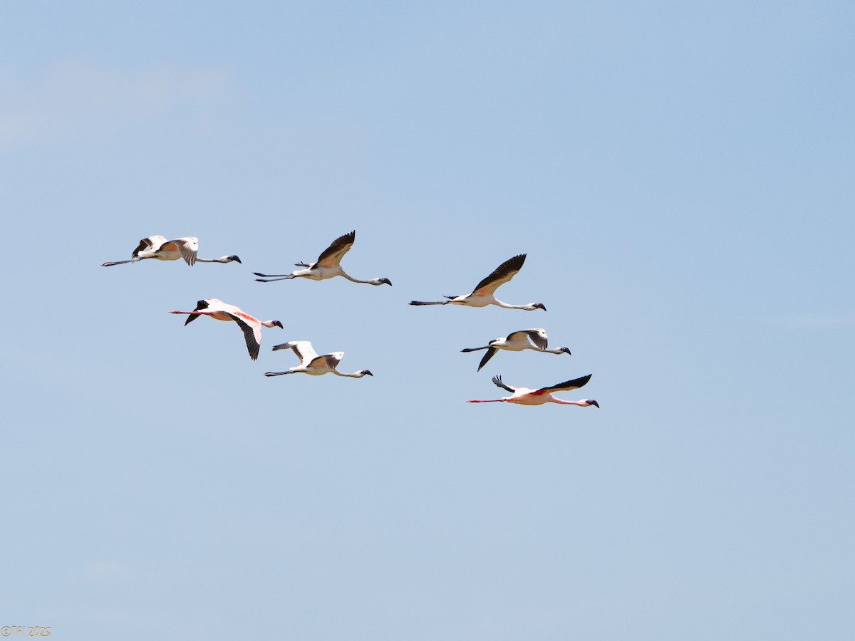 Lesser Flamingo - ML646912672
