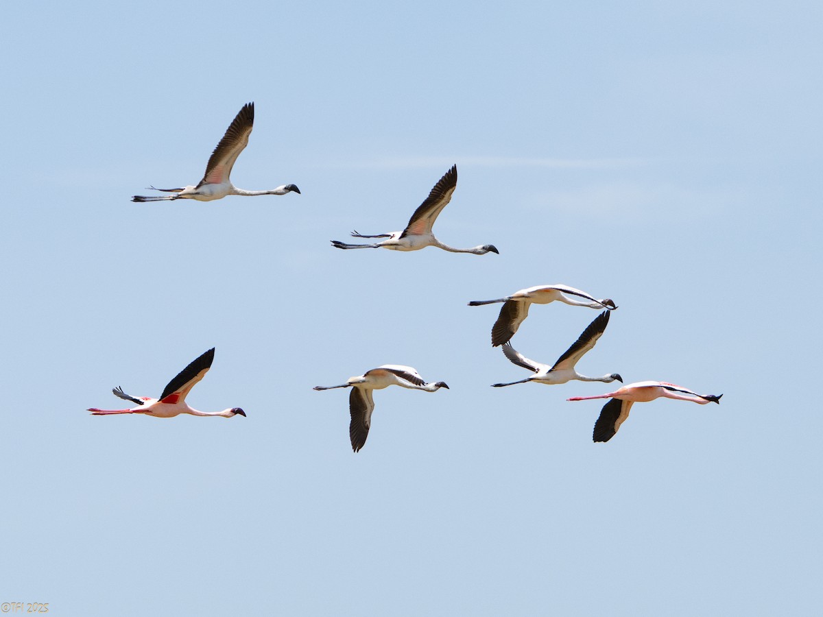 Lesser Flamingo - ML646912674