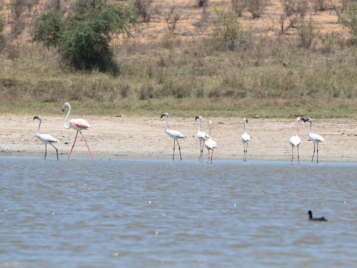 Lesser Flamingo - ML646912675