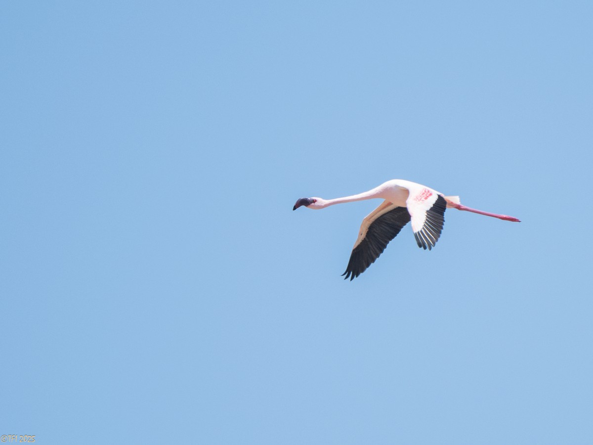 Lesser Flamingo - ML646912687