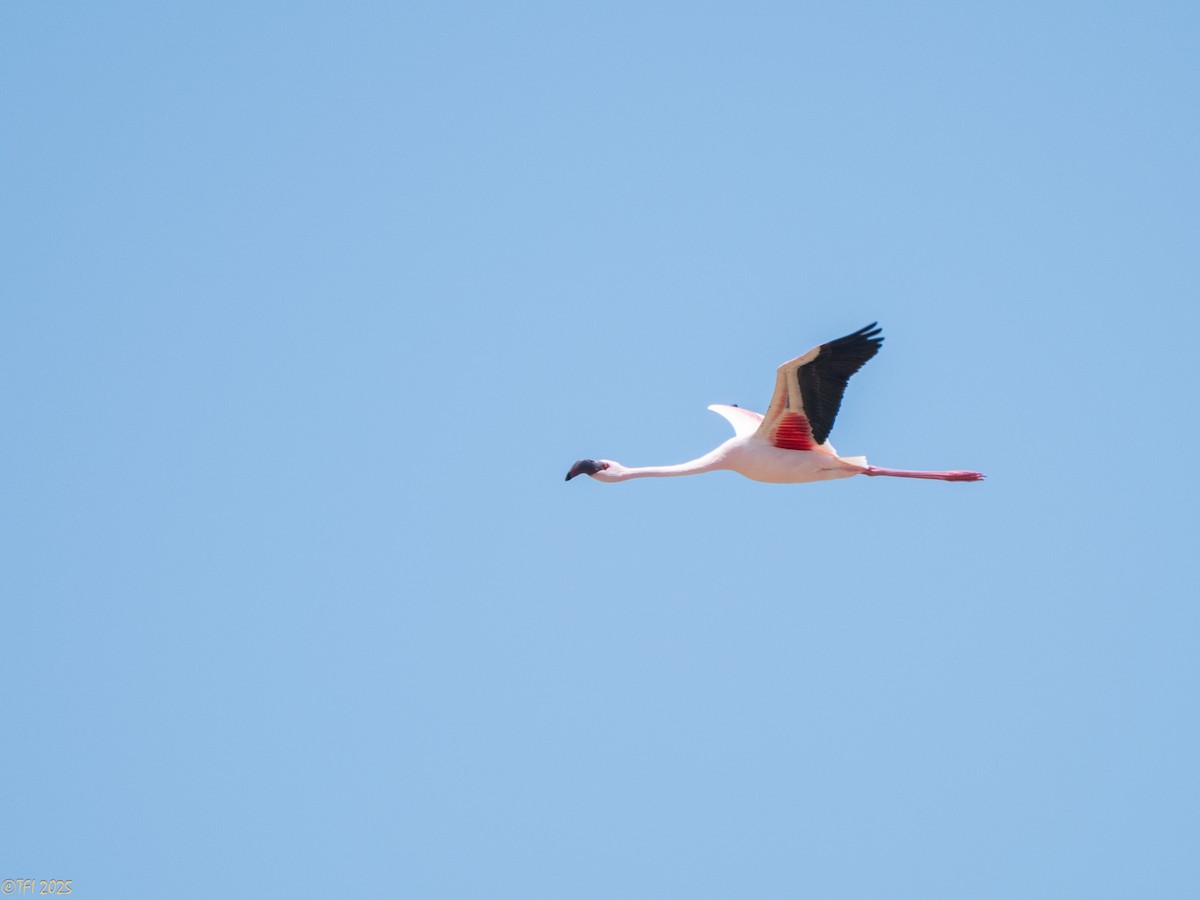 Lesser Flamingo - ML646912688