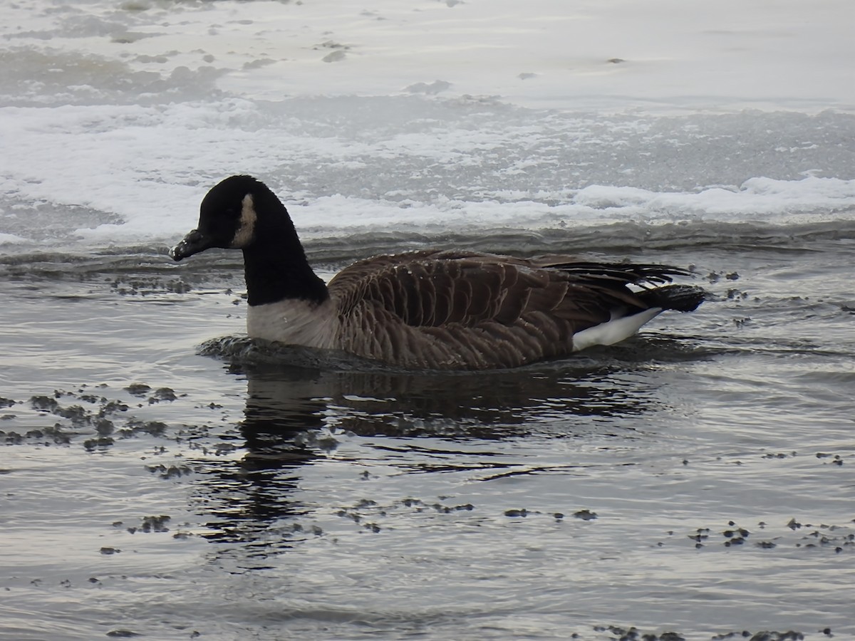 Kanada Kazı - ML646912713