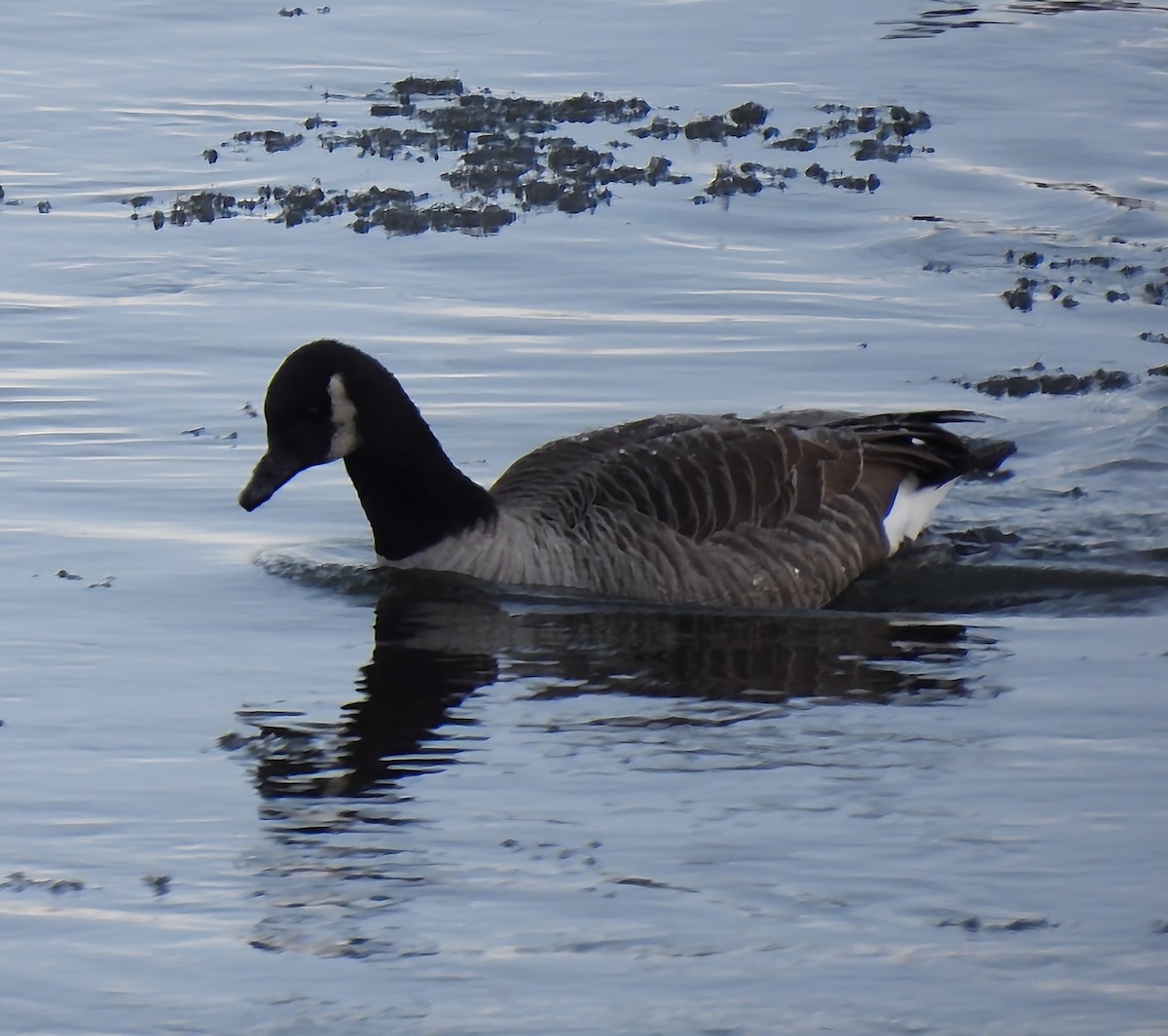 Kanada Kazı - ML646912734